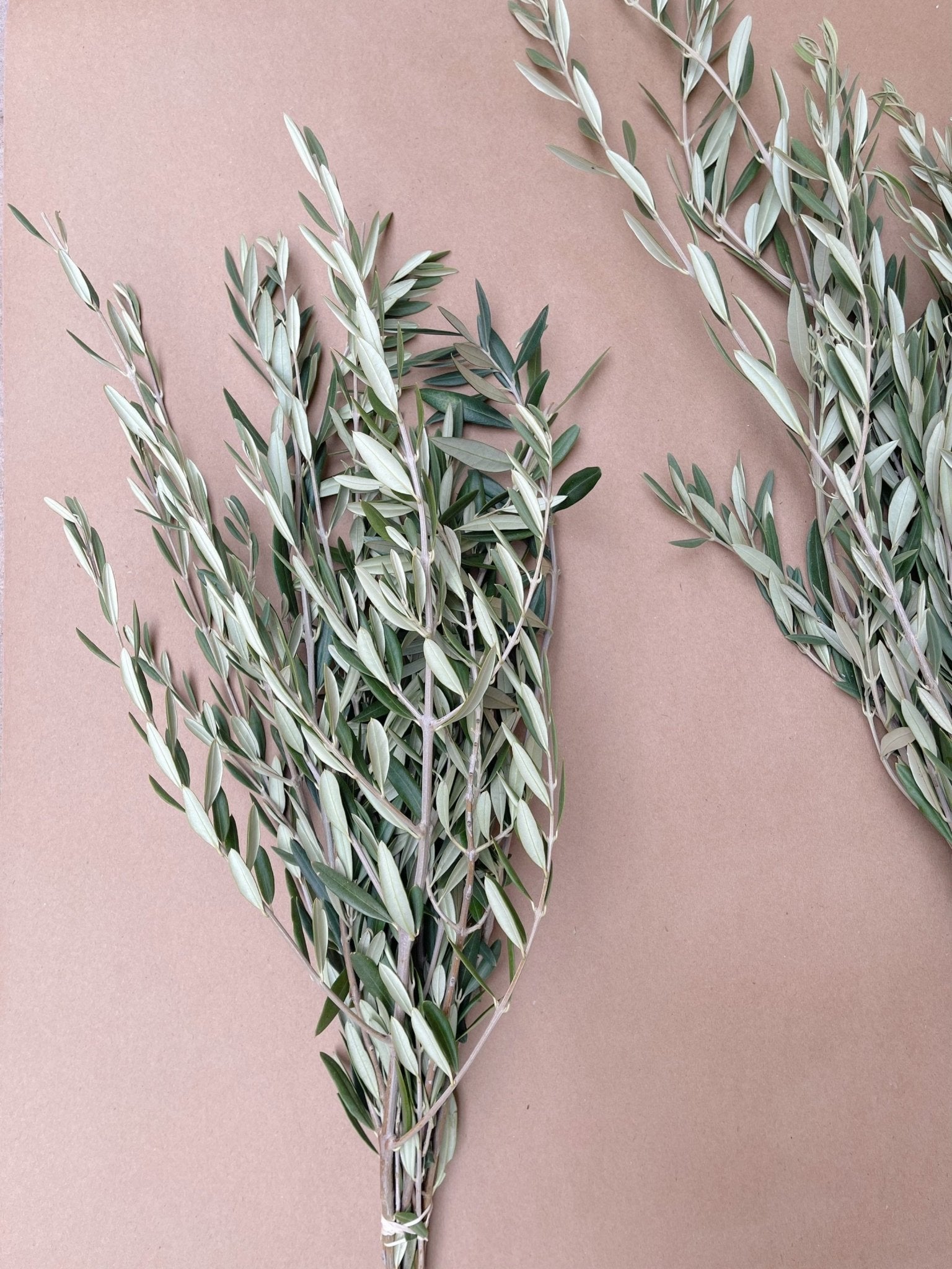 Olive Branch Bunch – Hello Eucalyptus